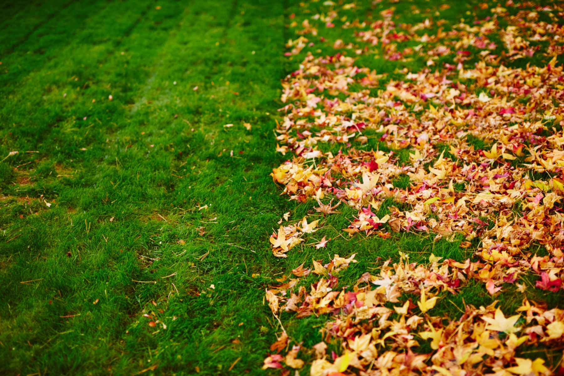Leaf Removal in Brokenarrow project 6